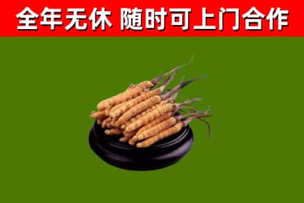 临沭县烟酒回收冬虫夏草.jpg